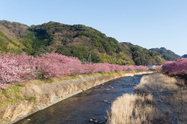 nehir boyunca çiçek açan sakura ağaçlar