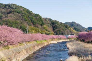 nehir boyunca çiçek açan sakura ağaçlar