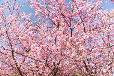 çiçek açan sakura ağacı dalları