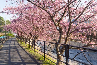 Güzel çiçek açan sakura ağaçlar