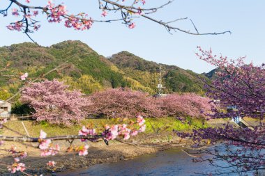 nehir boyunca çiçek açan sakura ağaçlar