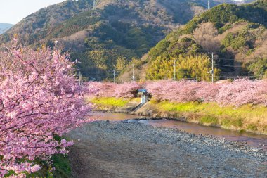 nehir boyunca çiçek açan sakura ağaçlar