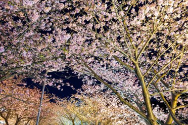 Kawazu Sakura ağaçlarda geceleri