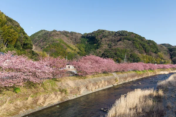 Kvetoucí sakura stromy podél řeky — Stock fotografie