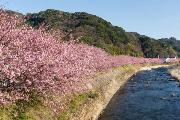 Blooming sakura trees along river — Stock Photo, Image