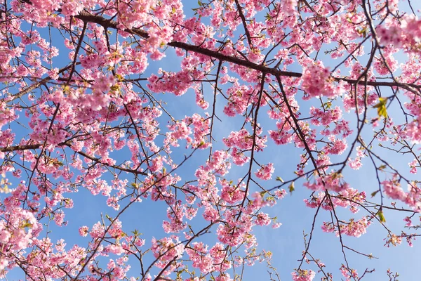 Blühende Sakura-Äste — Stockfoto