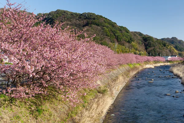 Kwitnące drzewa sakura wzdłuż rzeki — Zdjęcie stockowe