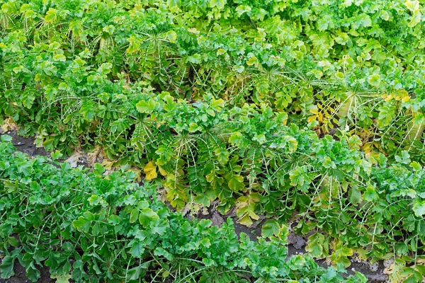 Radishes plant in a farm field — Stock Photo, Image