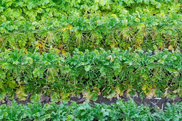 Campo de rábano verde — Foto de Stock