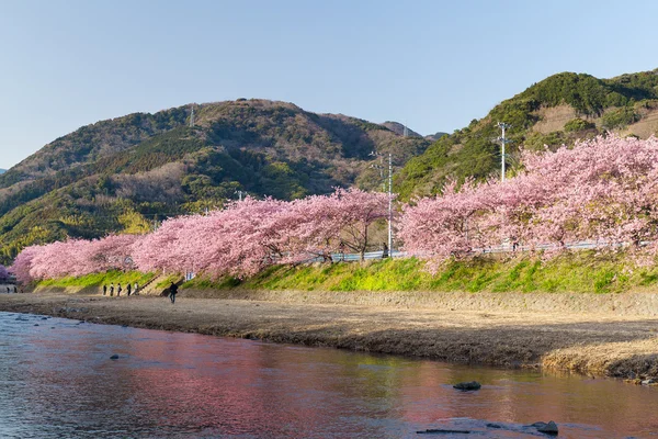 Kwitnące drzewa sakura wzdłuż rzeki — Zdjęcie stockowe