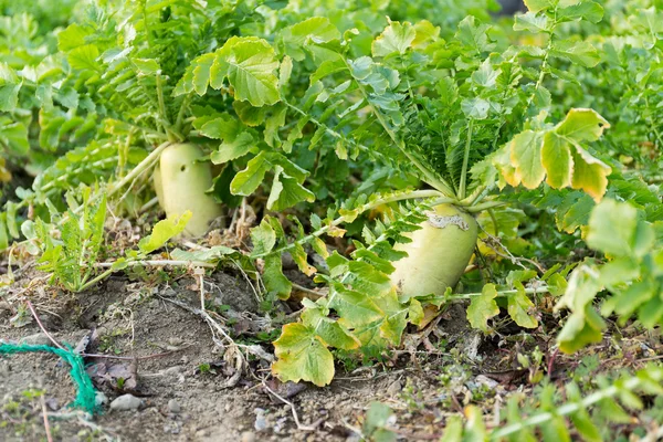 Green Radish field — Stock Photo, Image