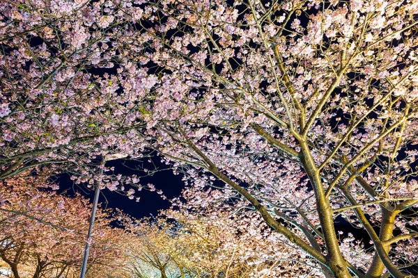 Sakura trees in Kawazu at night — Stock Photo, Image