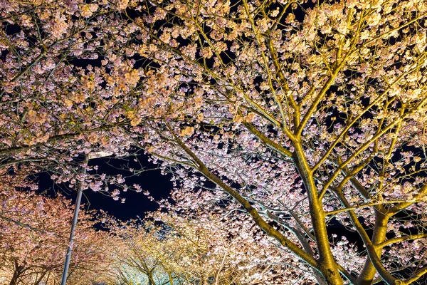 Drzew Sakura Kawazu w nocy — Zdjęcie stockowe