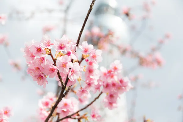 Sakura ροζ λουλούδια πάνω σε δέντρο — Φωτογραφία Αρχείου