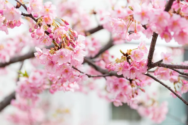Blommande sakura trädgrenar — Stockfoto
