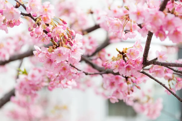 Kvetoucí větve stromu sakura — Stock fotografie