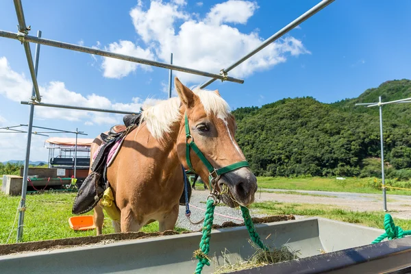 Cavallo in fattoria mangiare erba — Foto Stock