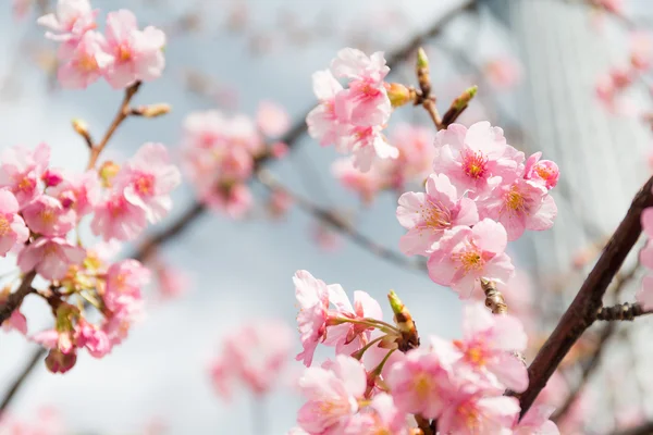 Kvetoucí větve stromu sakura — Stock fotografie