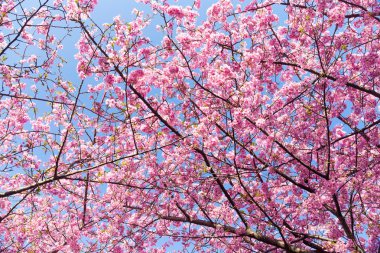 çiçek açan sakura ağacı dalları