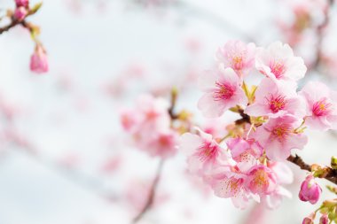 Sakura pink flowers on tree clipart