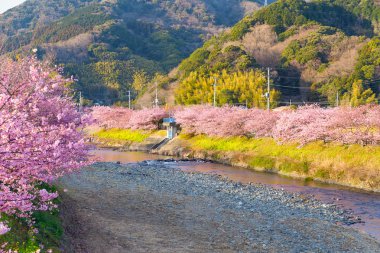 nehir boyunca çiçek açan sakura ağaçlar