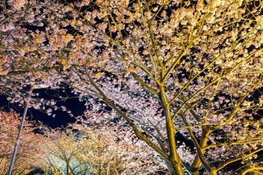 Kawazu Sakura ağaçlarda geceleri