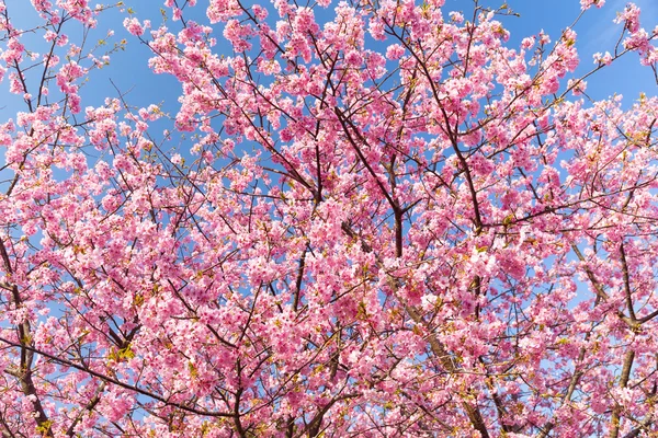 Blühende Sakura-Äste — Stockfoto