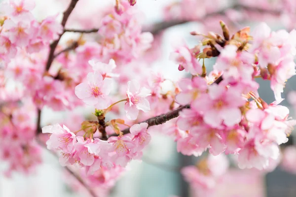 Fleur de branches de sakura — Photo