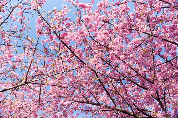 Florecientes ramas de árbol de sakura — Foto de Stock