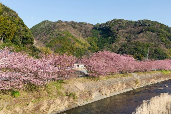 Árboles de sakura florecientes a lo largo del río —  Fotos de Stock
