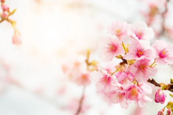 Sakura fleurs roses sur l'arbre — Photo