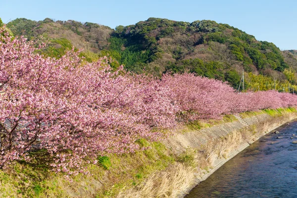 Kwitnące drzewa sakura wzdłuż rzeki — Zdjęcie stockowe
