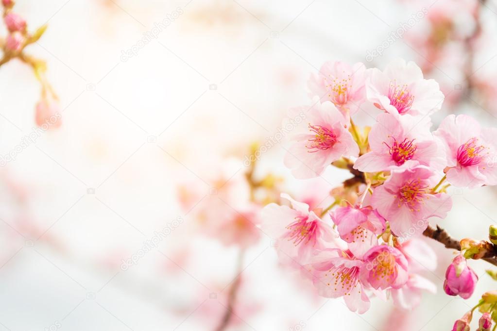 Sakura pink flowers on tree