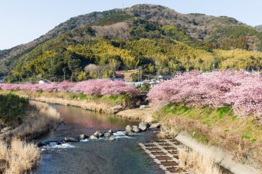 nehir boyunca çiçek açan sakura ağaçlar