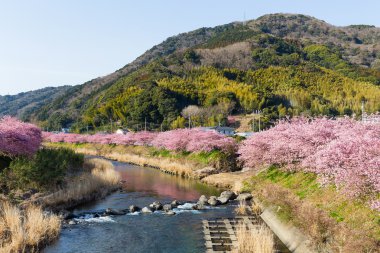 nehir boyunca çiçek açan sakura ağaçlar