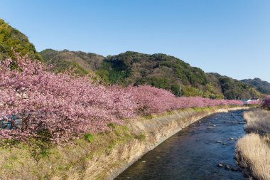 nehir boyunca çiçek açan sakura ağaçlar