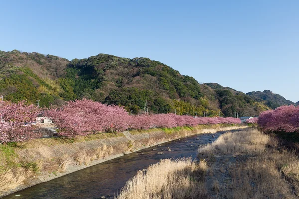 Blooming sakura trees along river — Stock Photo, Image