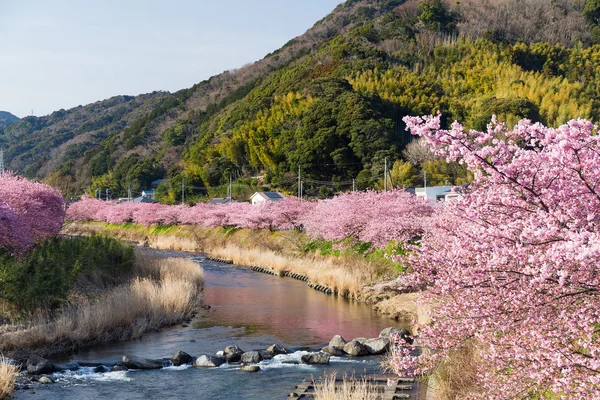 Árboles de sakura florecientes a lo largo del río — Foto de Stock