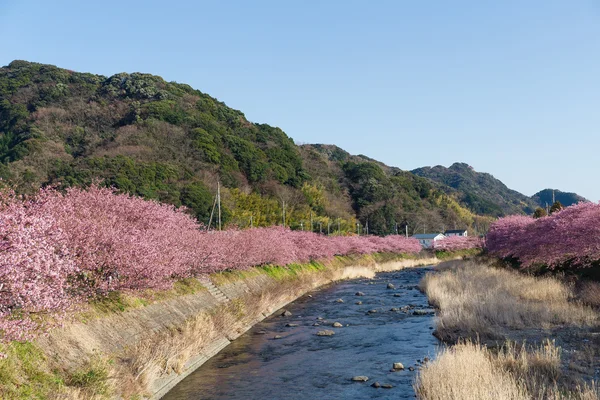 Árboles de sakura florecientes a lo largo del río —  Fotos de Stock