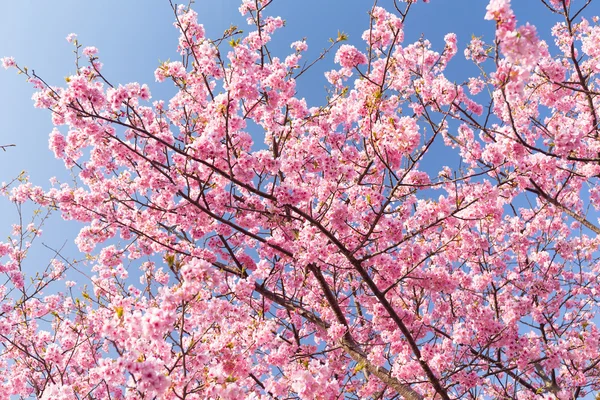 Sakura, růžové květy na stromě — Stock fotografie