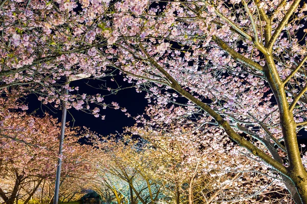 Sakura kwiaty drzewa w nocy — Zdjęcie stockowe