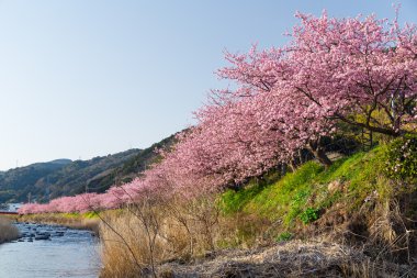 nehir boyunca çiçek açan sakura ağaçlar