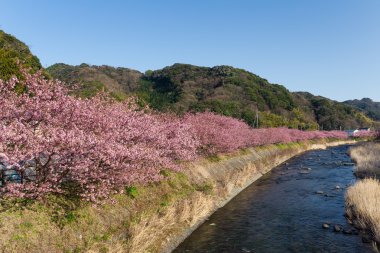 nehir boyunca çiçek açan sakura ağaçlar