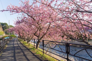 Güzel çiçek açan sakura ağaçlar