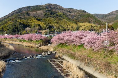 nehir boyunca çiçek açan sakura ağaçlar