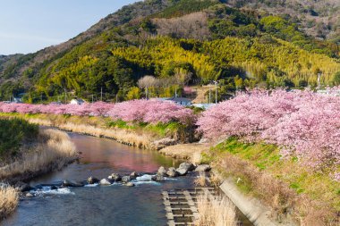 nehir boyunca çiçek açan sakura ağaçlar