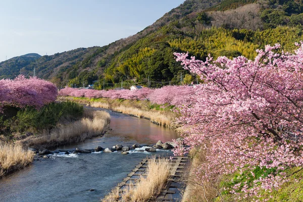 Árboles de sakura florecientes a lo largo del río — Foto de Stock