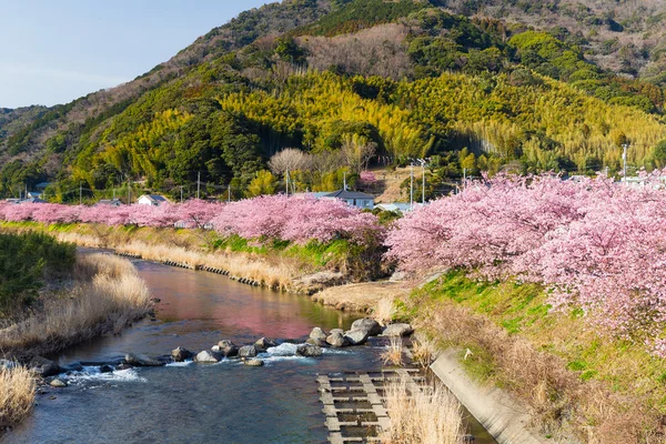 nehir boyunca çiçek açan sakura ağaçlar