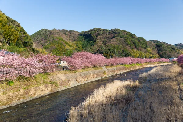 Blooming sakura trees along river — Stock Photo, Image