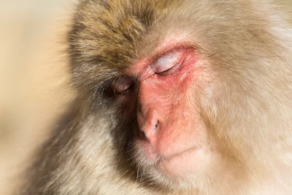 Slapende aap gezicht — Stockfoto